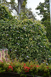 Blue Trumpet Vine (Thunbergia grandiflora) at Johnson Brothers Garden Market
