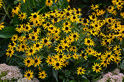 Little Goldstar Coneflower (Rudbeckia fulgida 'Little Goldstar') at Johnson Brothers Garden Market