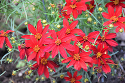 Sizzle And Spice Hot Paprika Tickseed (Coreopsis verticillata 'Hot Paprika') at Johnson Brothers Garden Market