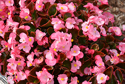 Nightife Rose Begonia (Begonia 'Nightlife Rose') at Johnson Brothers Garden Market