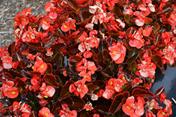 Nightife Red Begonia (Begonia 'Nightlife Red') at Johnson Brothers Garden Market