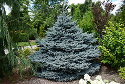Montgomery Blue Spruce (Picea pungens 'Montgomery') at Johnson Brothers Garden Market