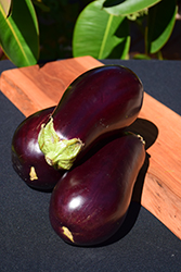 Eggplant (Solanum melongena) at Johnson Brothers Garden Market