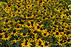 Little Goldstar Coneflower (Rudbeckia fulgida 'Little Goldstar') at Johnson Brothers Garden Market