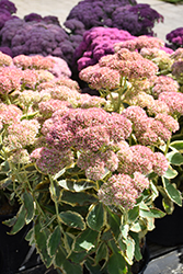 Frosted Fire Stonecrop (Sedum 'Frosted Fire') at Johnson Brothers Garden Market