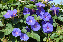 Heavenly Blue Morning Glory (Ipomoea tricolor 'Heavenly Blue') at Johnson Brothers Garden Market