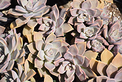 Ghost Plant (Graptopetalum paraguayense) at Johnson Brothers Garden Market