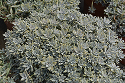 Ghost Plant (Graptopetalum paraguayense) at Johnson Brothers Garden Market