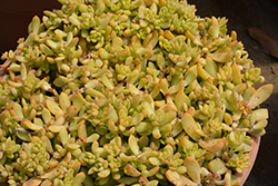 Golden Glow Stonecrop (Sedum adolphii 'Golden Glow') at Johnson Brothers Garden Market