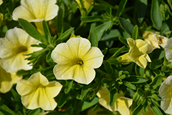 Cabaret Lemon Yellow Calibrachoa (Calibrachoa 'Cabaret Lemon Yellow') at Johnson Brothers Garden Market