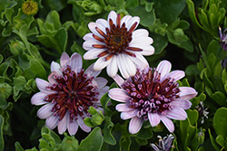 4D Berry White African Daisy (Osteospermum 'KLEOE15257') at Johnson Brothers Garden Market