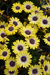 Blue Eyed Beauty African Daisy (Osteospermum ecklonis 'Balostlueye') at Johnson Brothers Garden Market