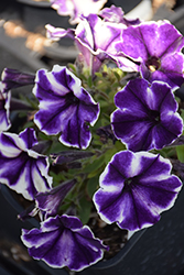 Crazytunia Blue Ice Petunia (Petunia 'Crazytunia Blue Ice') at Johnson Brothers Garden Market