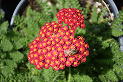 Desert Eve Red Yarrow (Achillea millefolium 'Desert Eve Red') at Johnson Brothers Garden Market