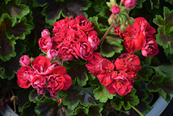 Brocade Cherry Night Geranium (Pelargonium 'Brocade Cherry Night') at Johnson Brothers Garden Market