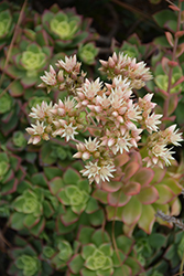 Kiwi Aeonium (Aeonium 'Kiwi') at Johnson Brothers Garden Market