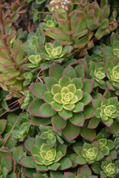 Kiwi Aeonium (Aeonium 'Kiwi') at Johnson Brothers Garden Market