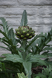 Globe Artichoke (Cynara scolymus) at Johnson Brothers Garden Market