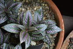 Persian Shield (Strobilanthes dyerianus) at Johnson Brothers Garden Market