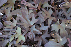 Proven Accents Blackie Sweet Potato Vine (Ipomoea batatas 'Blackie') at Johnson Brothers Garden Market