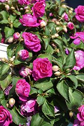 Rockapulco Purple Impatiens (Impatiens 'BALFIEPRIM') at Johnson Brothers Garden Market