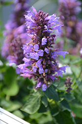 Poquito Dark Blue Hyssop (Agastache 'TNAGAPDB') at Johnson Brothers Garden Market