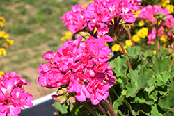 Calliope Large Pink Geranium (Pelargonium 'Calliope Large Pink') at Johnson Brothers Garden Market