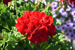 Calliope Large Dark Red Geranium (Pelargonium 'Calliope Large Dark Red') at Johnson Brothers Garden Market