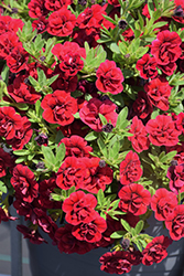 Superbells Double Ruby Calibrachoa (Calibrachoa 'USCAL83901') at Johnson Brothers Garden Market