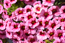 Superbells Strawberry Punch Calibrachoa (Calibrachoa 'USCAL58205') at Johnson Brothers Garden Market