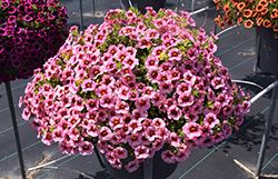 Superbells Strawberry Punch Calibrachoa (Calibrachoa 'USCAL58205') at Johnson Brothers Garden Market