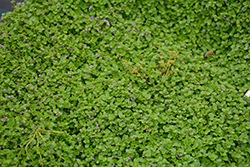 Mini Mint Ornamental Mint (Mentha requienii 'Mini Mint') at Johnson Brothers Garden Market