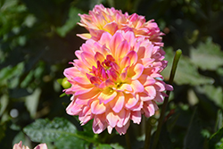 Dahlinova Hypnotica Rose Bicolor Dahlia (Dahlia 'Hypnotica Rose Bicolor') at Johnson Brothers Garden Market