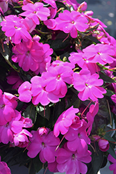 SunPatiens Compact Lilac New Guinea Impatiens (Impatiens 'SakimP063') at Johnson Brothers Garden Market