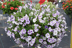 Crazytunia Blue Ice Petunia (Petunia 'Crazytunia Blue Ice') at Johnson Brothers Garden Market