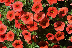 Cabaret Orange Calibrachoa (Calibrachoa 'Balcaborim') at Johnson Brothers Garden Market