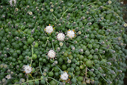 String Of Pearls (Senecio rowleyanus) at Johnson Brothers Garden Market