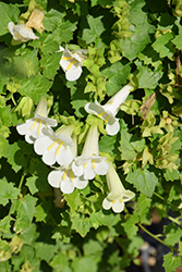 Lofos Compact White Creeping Gloxinia (Lophospermum 'Lofos Compact White') at Johnson Brothers Garden Market