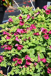 Lofos Compact Rose Creeping Gloxinia (Lophospermum 'Lofos Compact Rose') at Johnson Brothers Garden Market