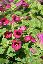 Lofos Compact Rose Creeping Gloxinia (Lophospermum 'Lofos Compact Rose') at Johnson Brothers Garden Market