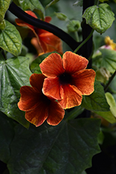 Tangerine Slice A-Peel Black-Eyed Susan (Thunbergia alata 'DL1501') at Johnson Brothers Garden Market