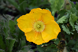 Spring Fever Yellow Poppy (Papaver nudicaule 'Spring Fever Yellow') at Johnson Brothers Garden Market