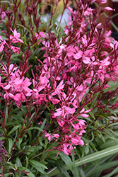 Belleza Dark Pink Gaura (Gaura lindheimeri 'KLEAU04263') at Johnson Brothers Garden Market