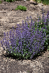 Cat's Pajamas Catmint (Nepeta 'Cat's Pajamas') at Johnson Brothers Garden Market