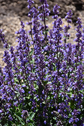 Cat's Pajamas Catmint (Nepeta 'Cat's Pajamas') at Johnson Brothers Garden Market