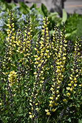 Decadence Lemon Meringue False Indigo (Baptisia 'Lemon Meringue') at Johnson Brothers Garden Market