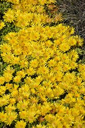 Yellow Ice Plant (Delosperma nubigenum) at Johnson Brothers Garden Market