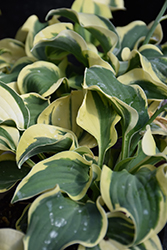 Mini Skirt Hosta (Hosta 'Mini Skirt') at Johnson Brothers Garden Market