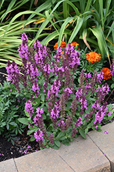 Rose Marvel Meadow Sage (Salvia nemorosa 'Rose Marvel') at Johnson Brothers Garden Market