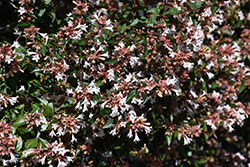 Glossy Abelia (Abelia x grandiflora) at Johnson Brothers Garden Market